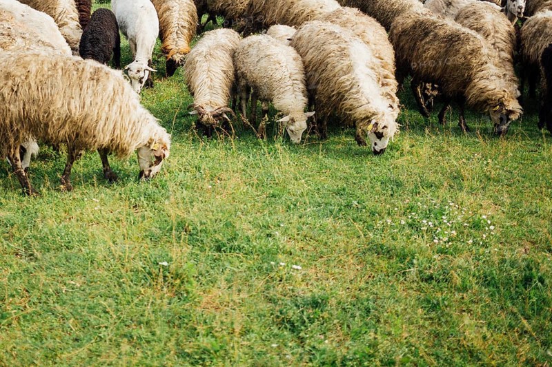 Close up sheep eating grass pasture