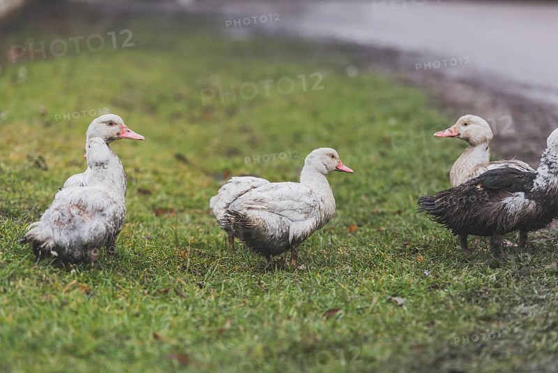 Ducks standing green lawn