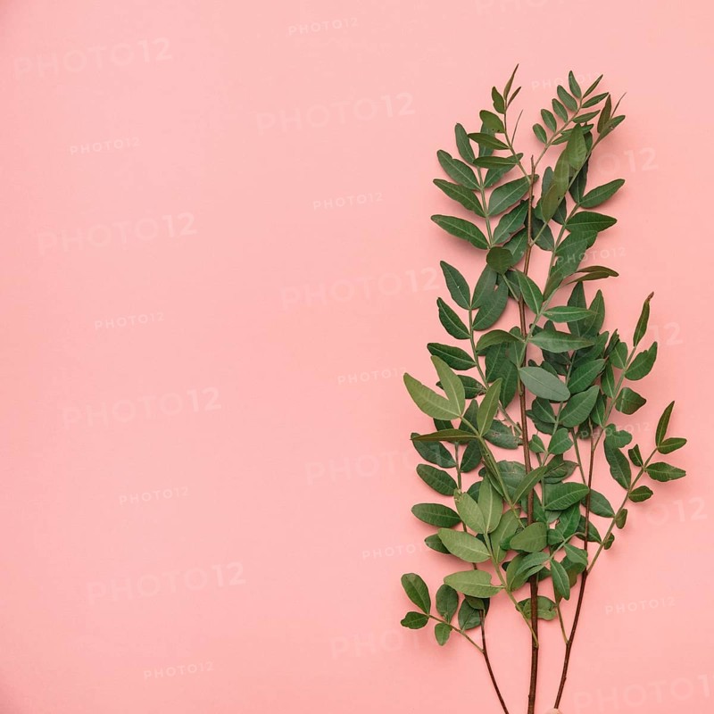 Floral background with wildflower leaves