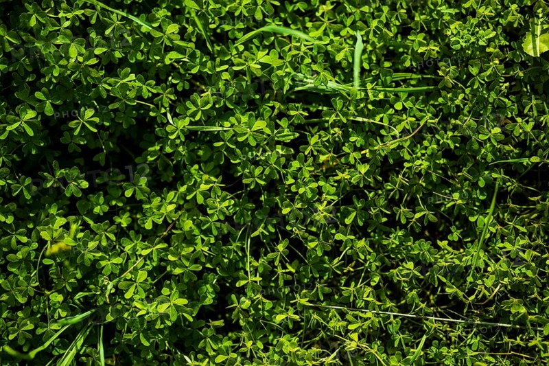 Full frame green bermuda buttercup leaves