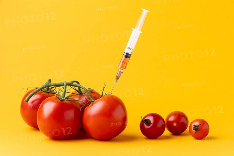 Gmo modified tomatoes front view