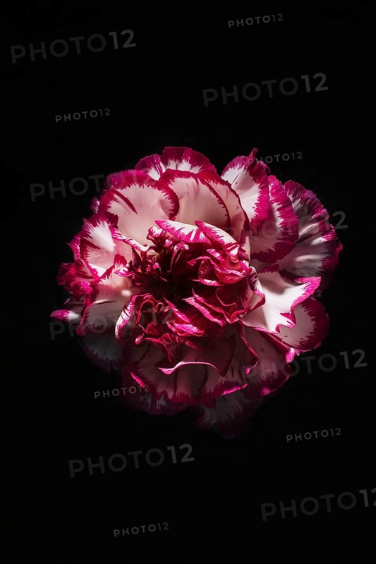 Pretty carnation black