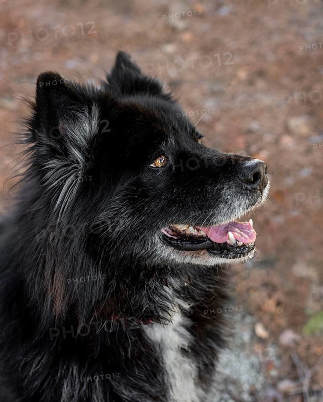 Smiley beautiful dog outdoors