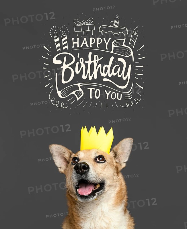 Smiley dog wearing paper crown
