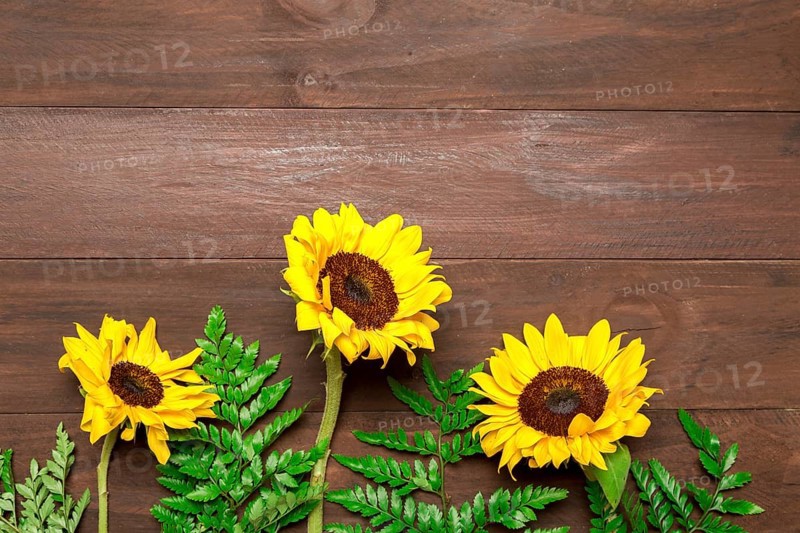 Sunflowers fern leaves wooden background