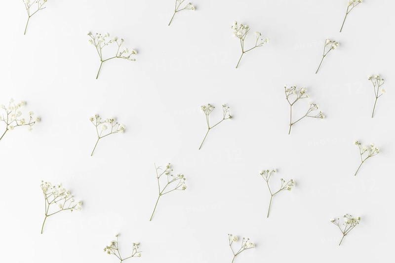 Top view blooming flowers 3
