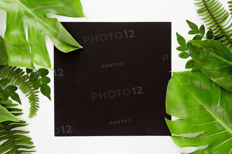 Top view monstera variety leaves with copy space