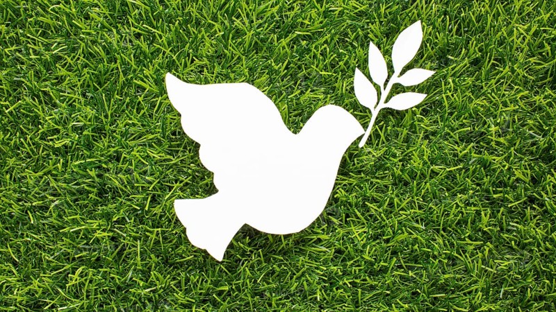 Top view paper dove grass