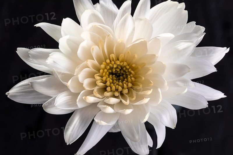 Beautiful macro white flower 2
