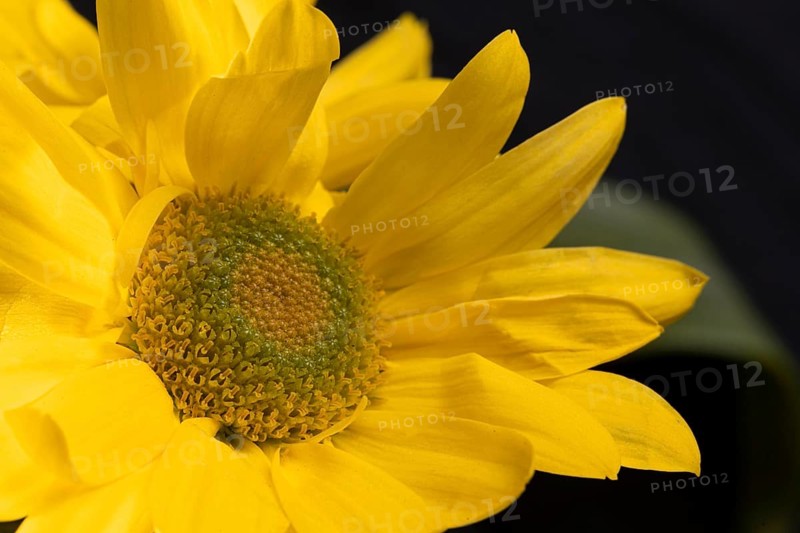 Beautiful macro yellow flower