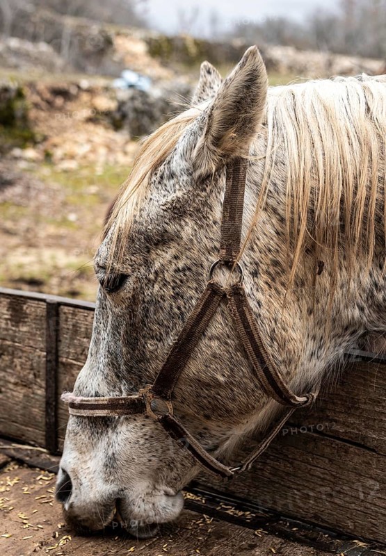 Close up beautiful horse eating