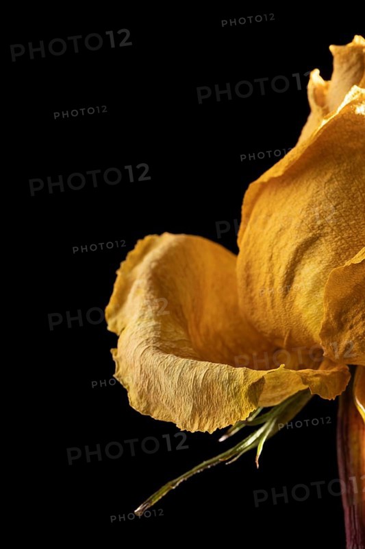 Close up beautiful yellow rose 10