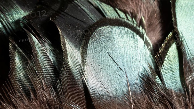 Close up glossy feathers organic background