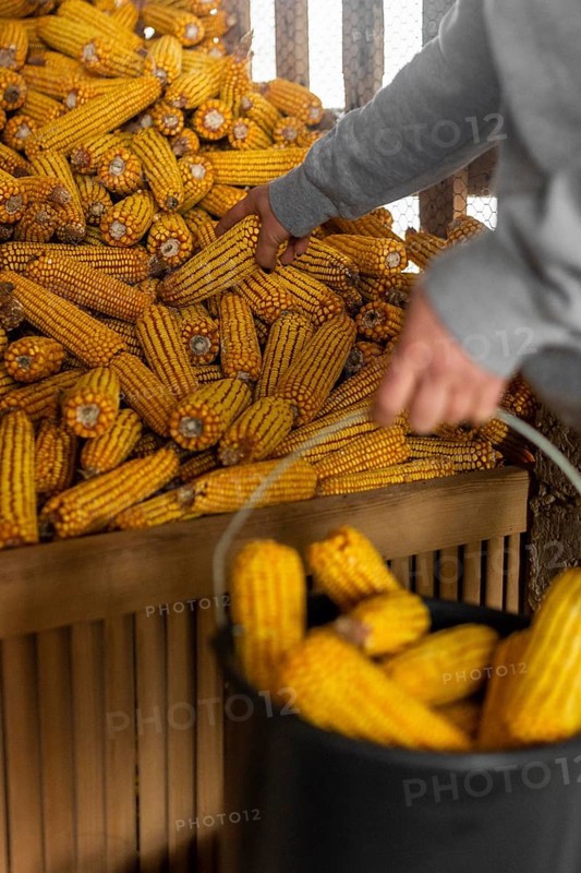 Close up hand holding corn corb