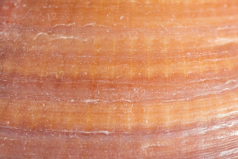 Close up texture organic background