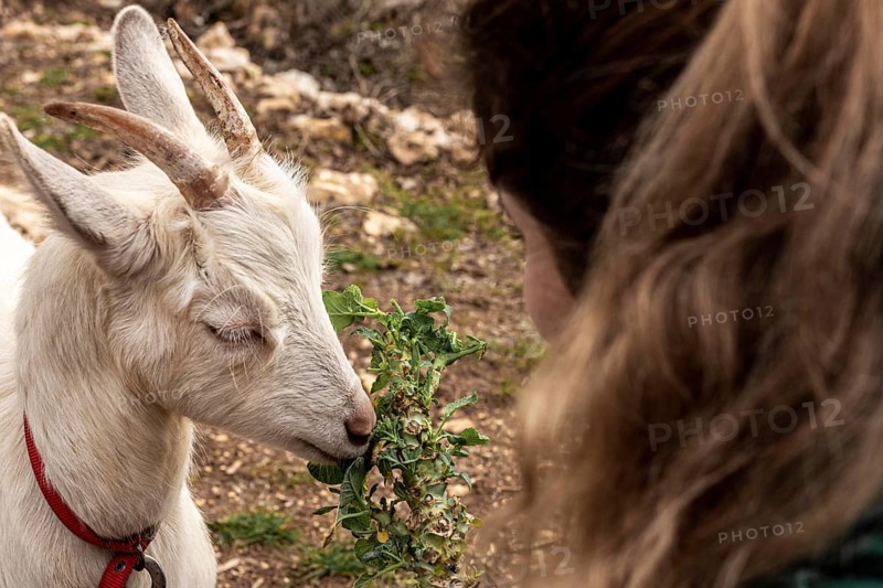 Close up woman cute goat