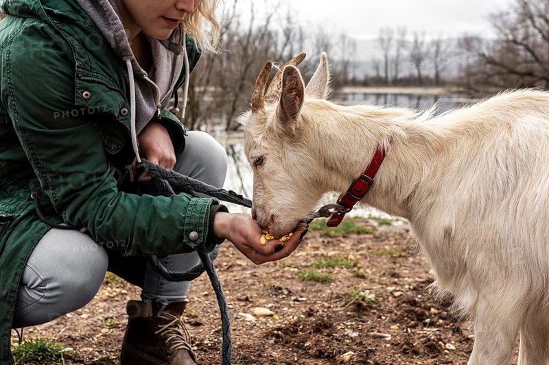 Close up woman cute goat outdoors