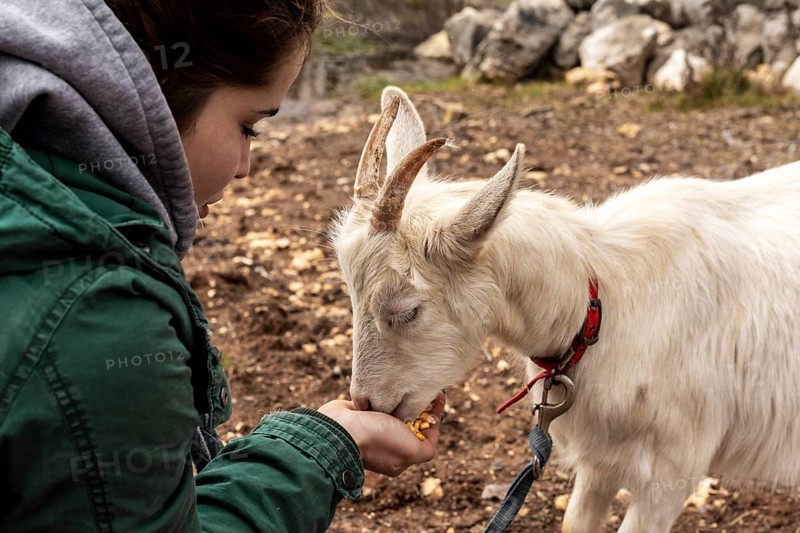 Close up woman feeding goat