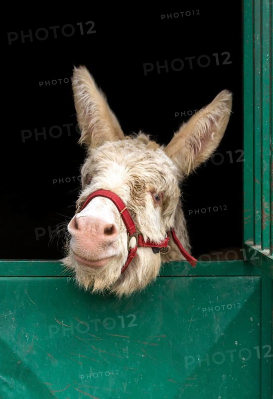 Cute donkey stable country lifestyle
