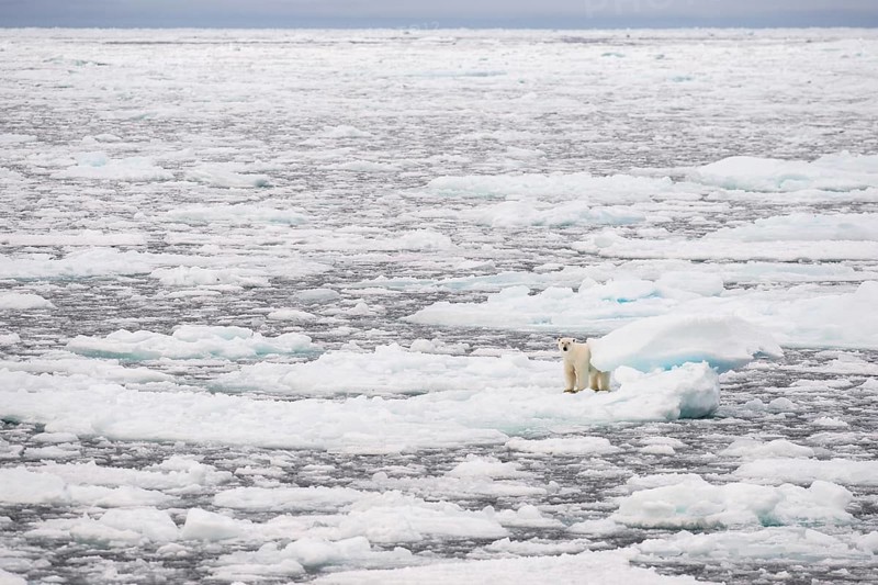 Polar bear