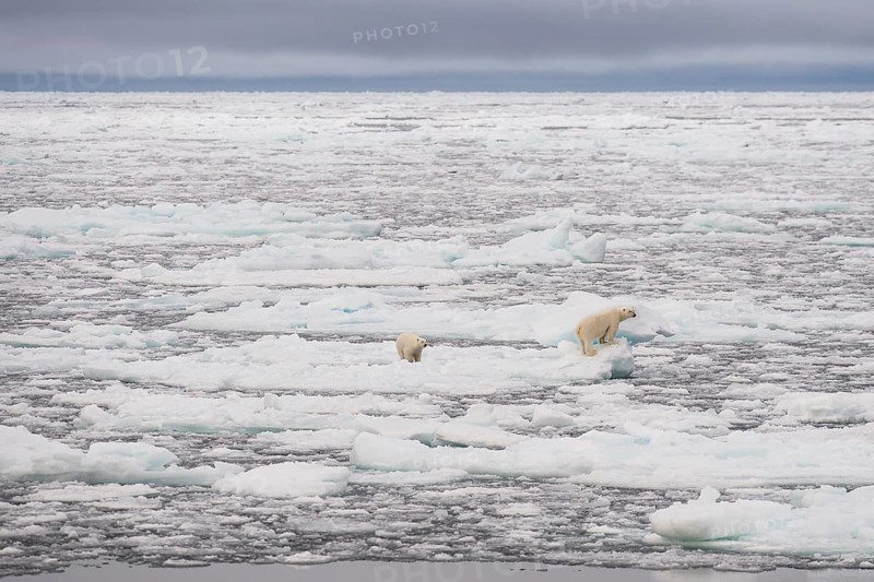 Polar bears
