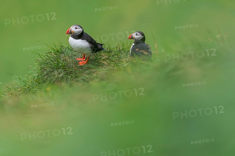 Puffin