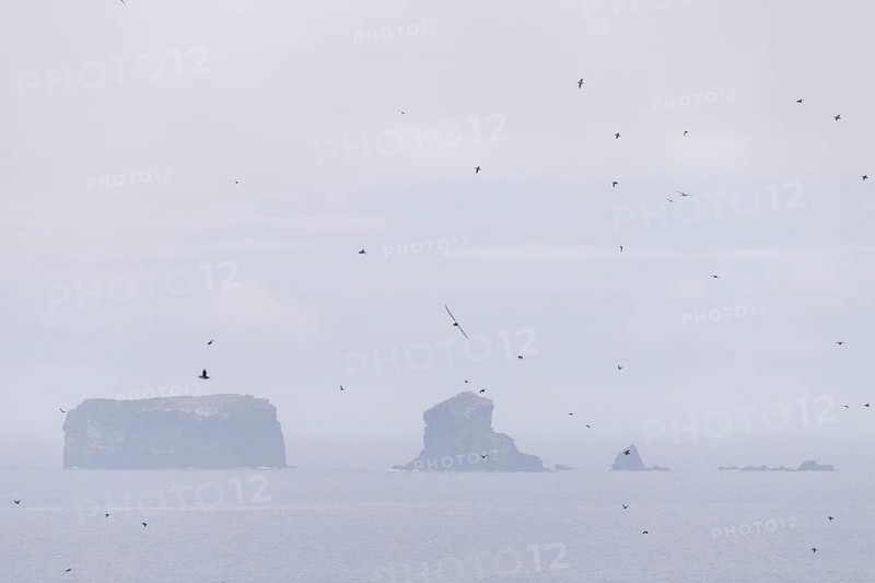 Puffin