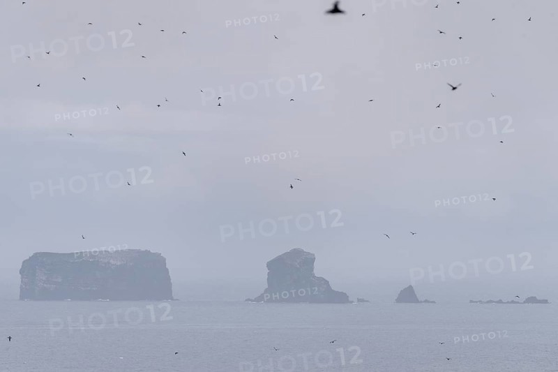 Puffin