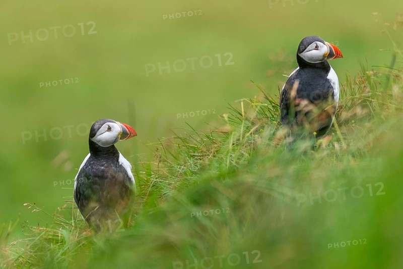 Puffin