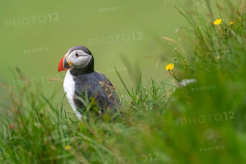 Puffin