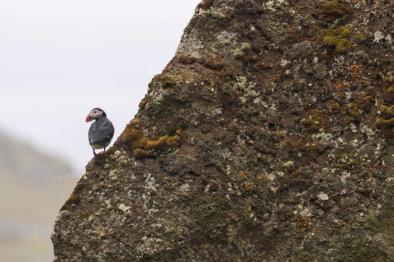 Puffin