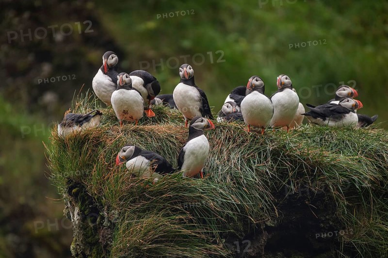 Puffin