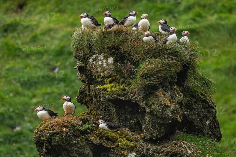 Puffin