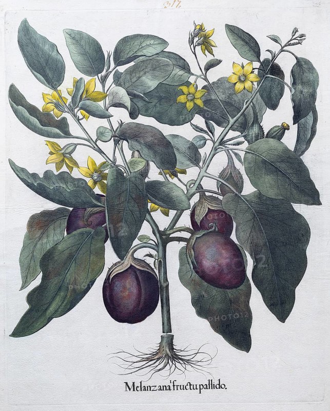 Egg plant