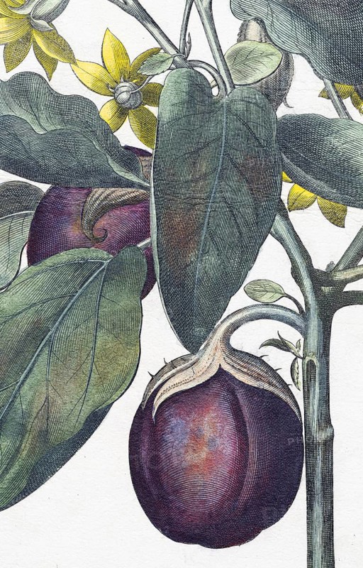 Egg plant