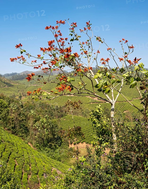 Tiger's claw or Indian coral tree