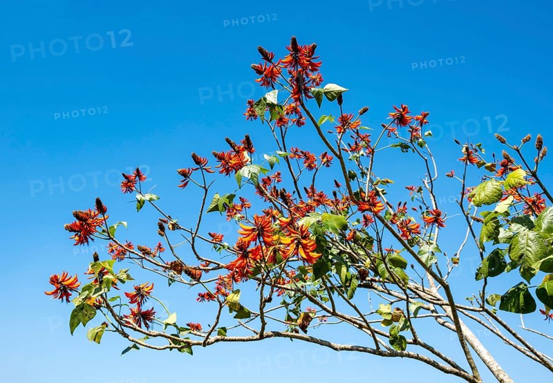 Tiger's claw or Indian coral tree