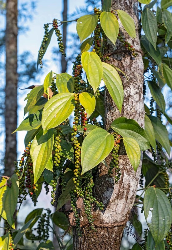 Black pepper plant