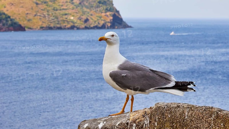 Large seagull