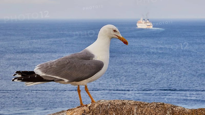 Large seagull