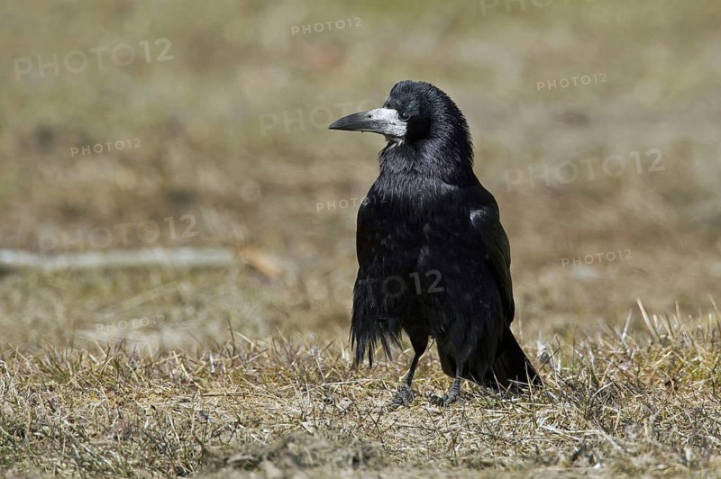 Rook