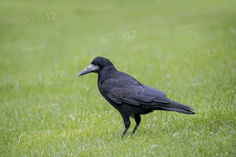 Rook