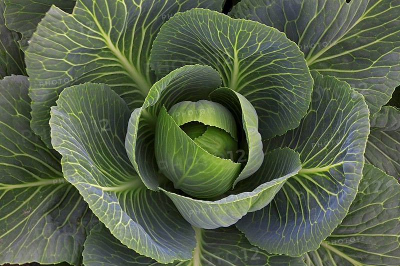 White cabbage