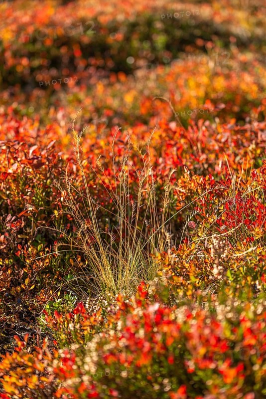 Autumnal red-coloured alpine bearberry