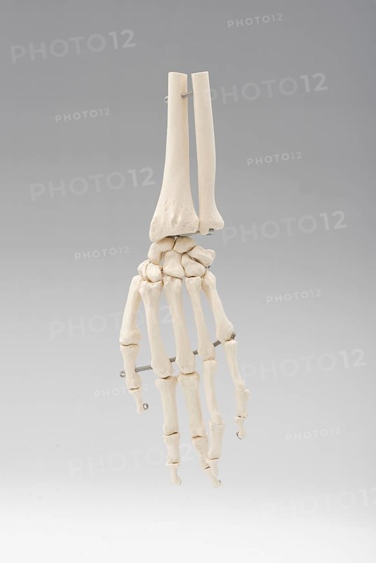 Hand skeleton