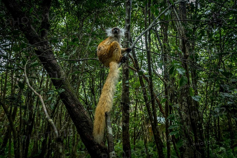 Crowned lemur
