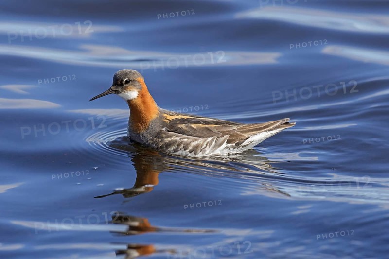 Red-necked phalarope
