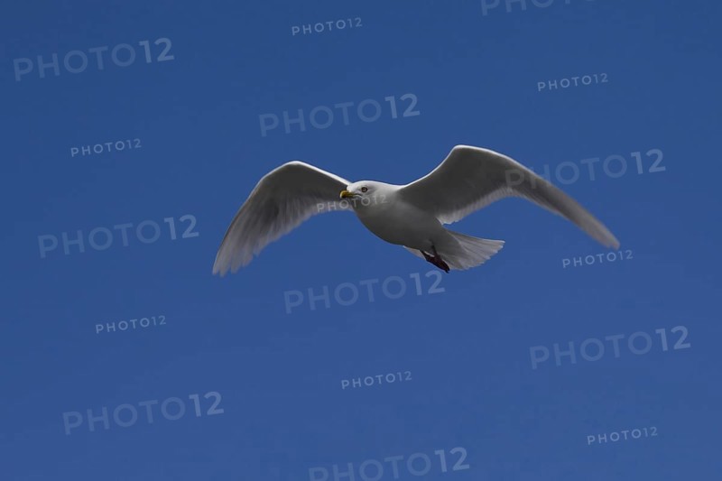 Glaucous gull