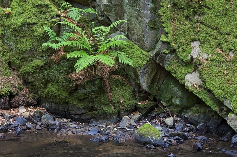 Common Male Fern