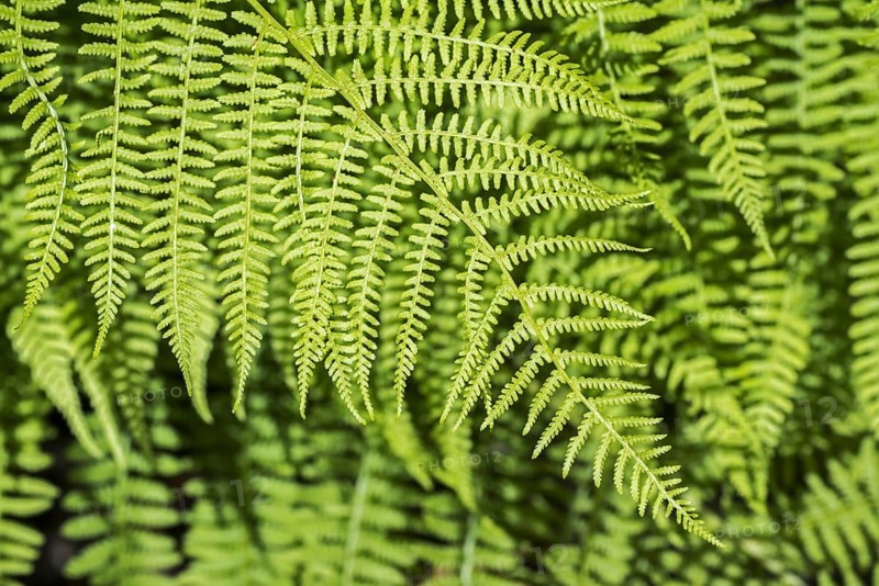 Tassel fern